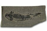 Devonian Lobed-Fin Fish (Osteolepis) Fossil - Scotland #319628-1